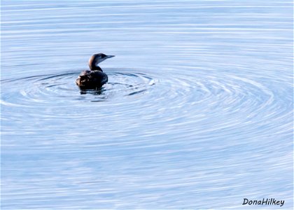 Common Loon