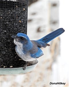 Woodhouse's Scrub Jay