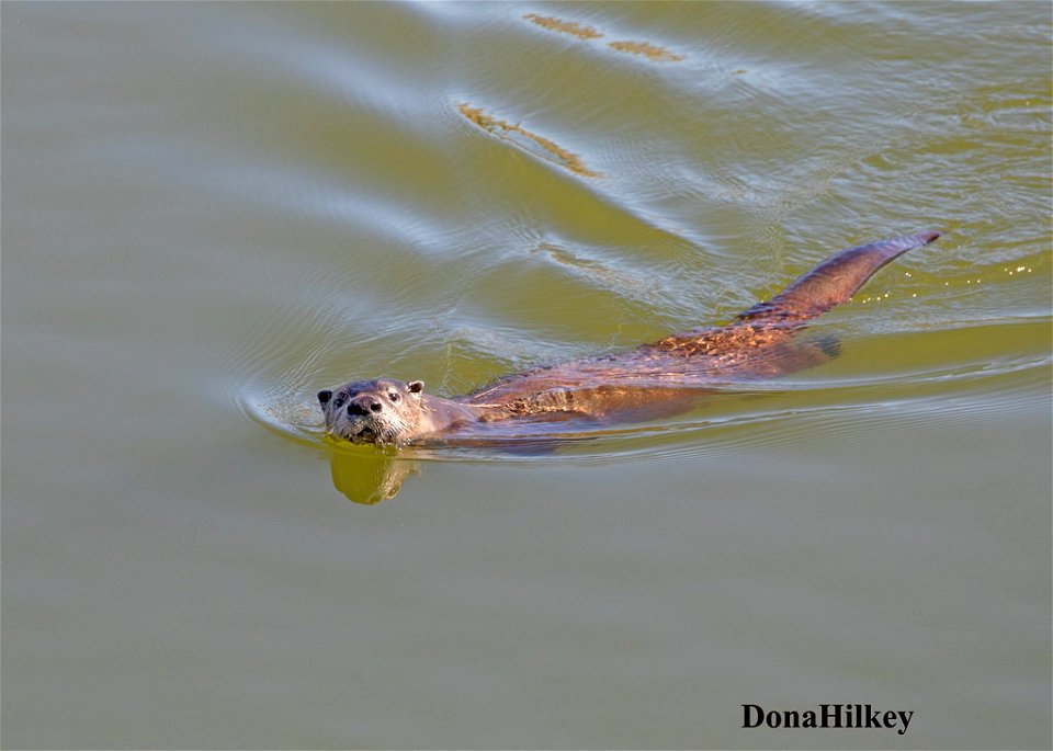 North American River Otter