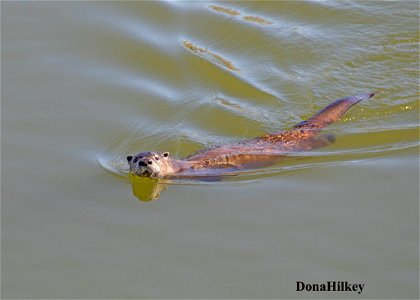 North American River Otter