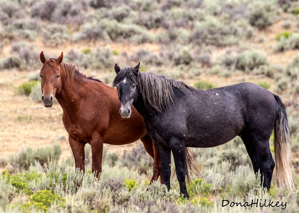web-sorrel-and-a-gray-stallion-julu2019