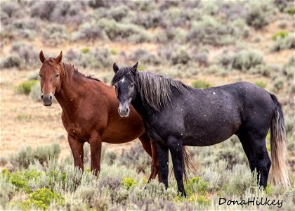 web-sorrel-and-a-gray-stallion-julu2019 photo