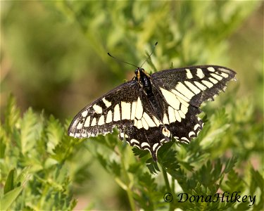 Anise Swallowtail photo