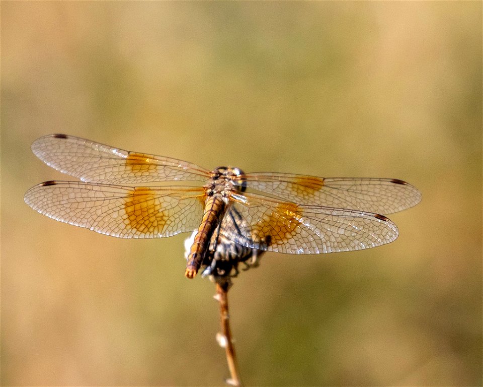 Band-winged Meadowhawk