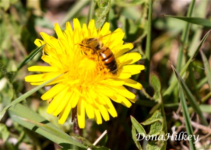 Honey Bee on Dandelion in our yard on April 15, 2017 photo