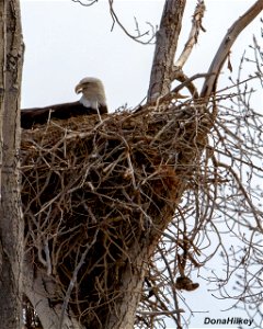 BAEA-on-nest-24march2019-CR15 photo