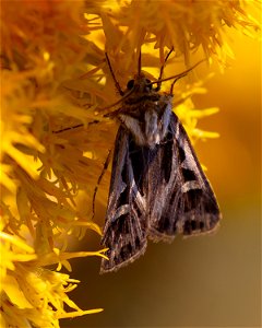 Dingy Cutworm Moth photo
