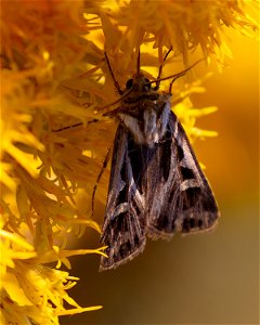 Dingy Cutworm Moth