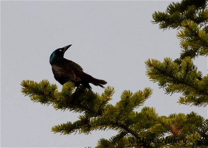 Common Grackle photo