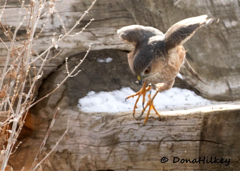 Sharp-shinned Hawk