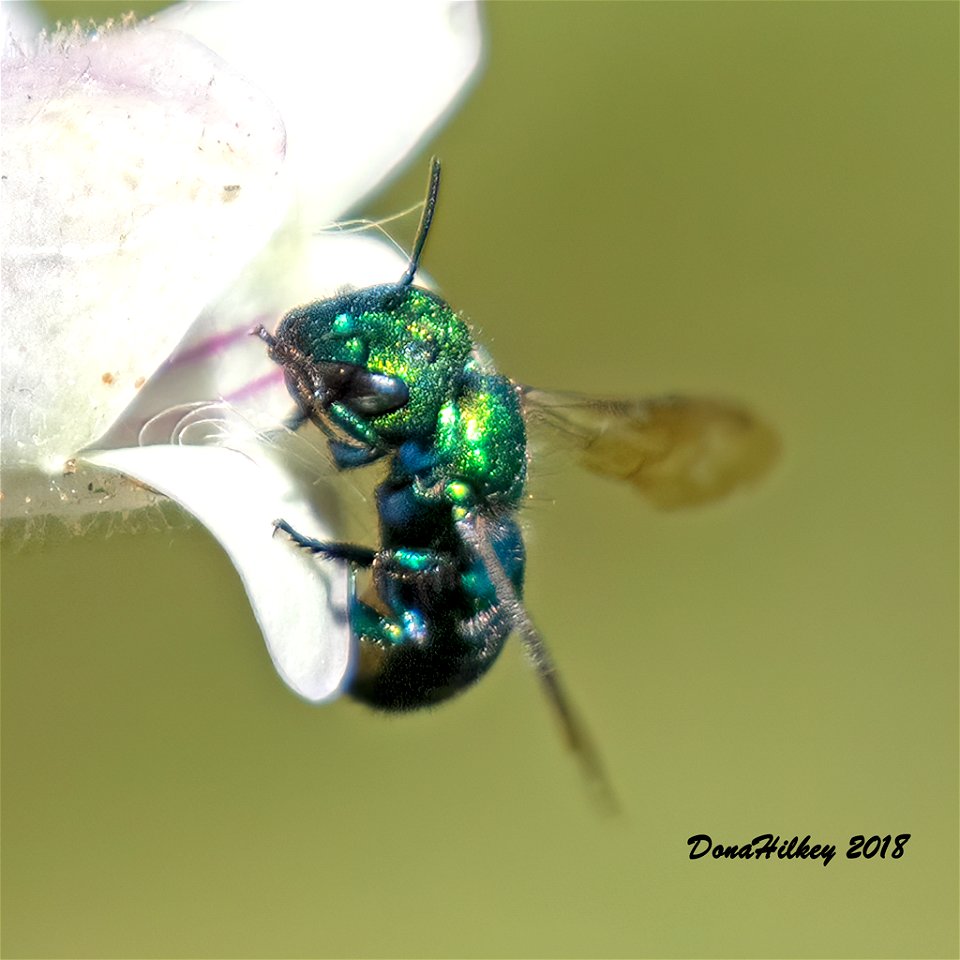 Subgenus Melanosmia a member of Mason Bees