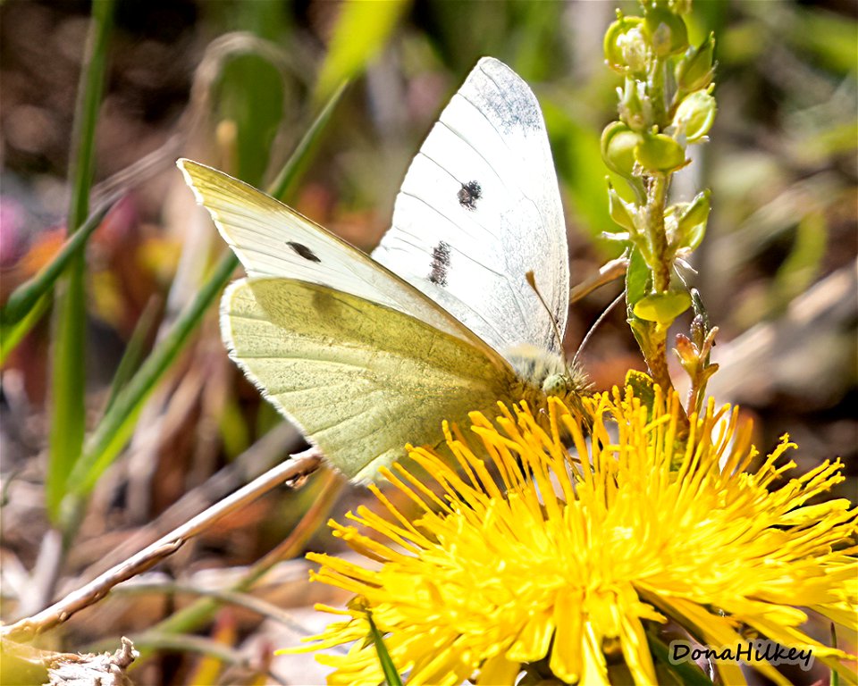 Cabbage White - femail