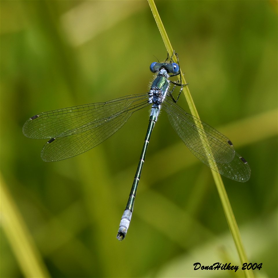 Emerald Spreadwing
