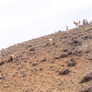 Pronghorn (Antelope)