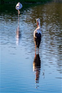 27-09-2018 Aiguamolls de l' Empordà