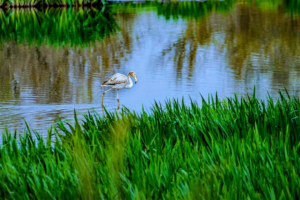 26-03-2021 Aiguamolls de l' Empordà
