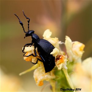 Short-winged Blister Beetle