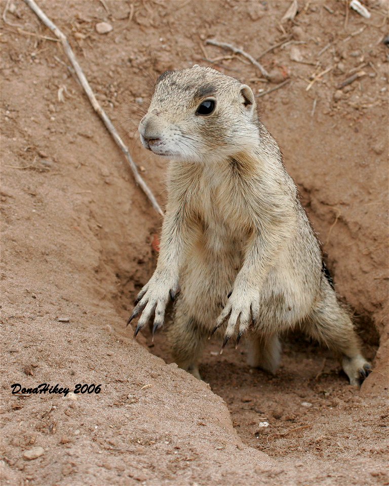 White-tailed Prairie Dog
