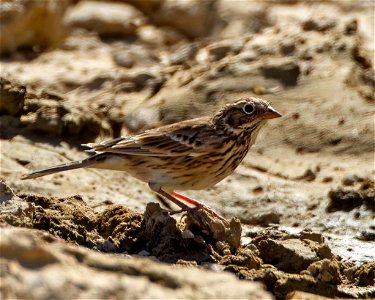 Vesper Sparrow photo