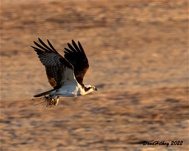 Osprey photo