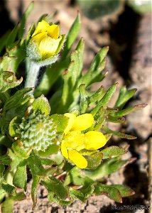 Bur Buttercup photo