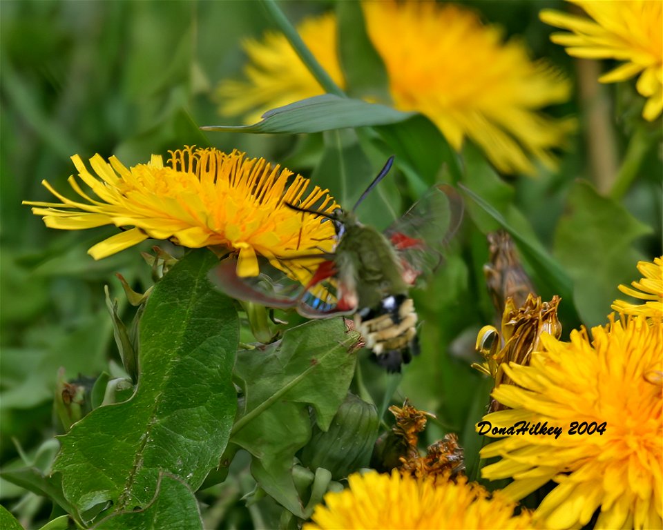 Rocky Mountain Clearwing