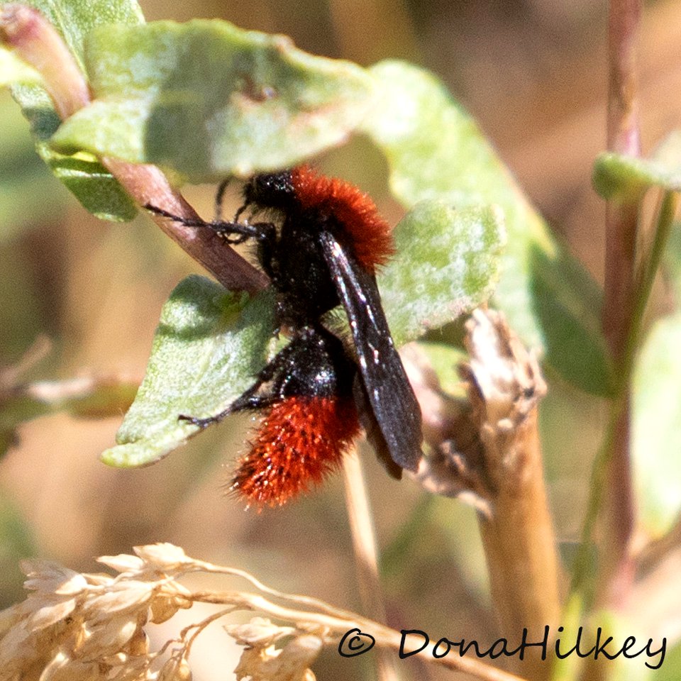 Velvet Ant male