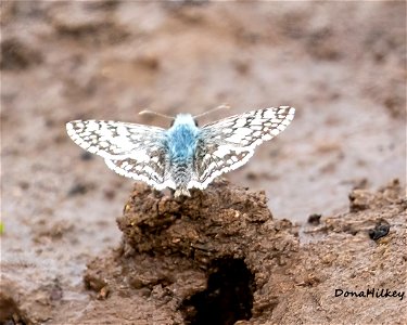 Common Checkered-Skipper Burnsius communis