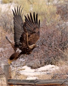 Golden Eagle photo