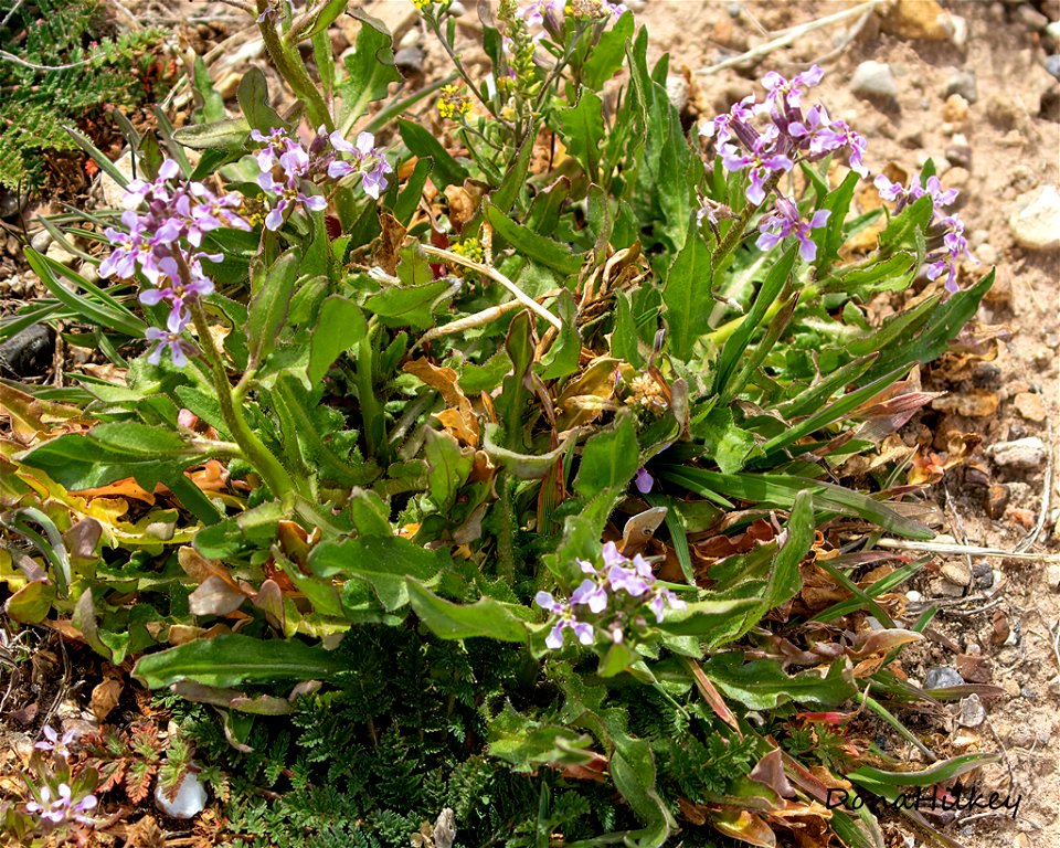 Purple Mustard