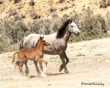 web-gray-mare-and-sorrel-foal-april2019