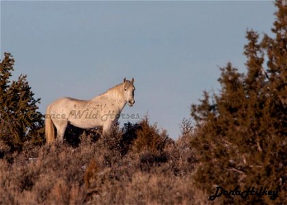 Piceance Wild Horses photo