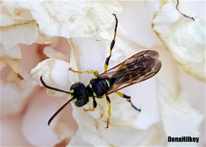 Weevil Wasp photo