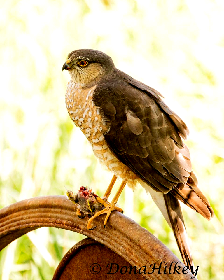 Sharp-shinned Hawk