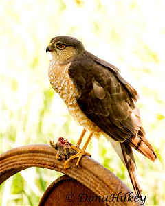 Sharp-shinned Hawk