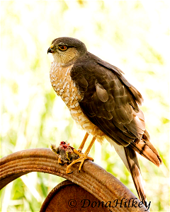 Sharp-shinned Hawk photo