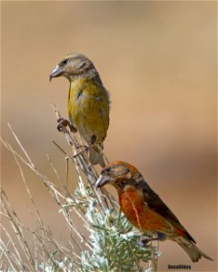 Red Crossbill pair photo
