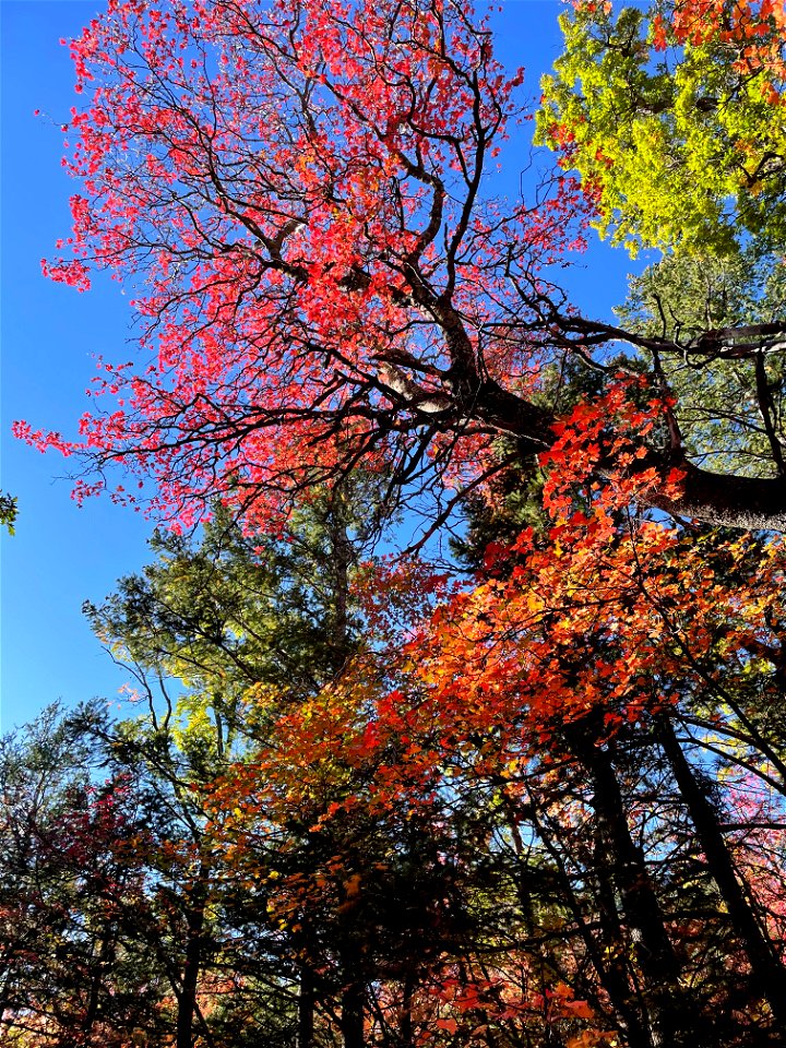 Fall Colors on Mountainair Ranger District