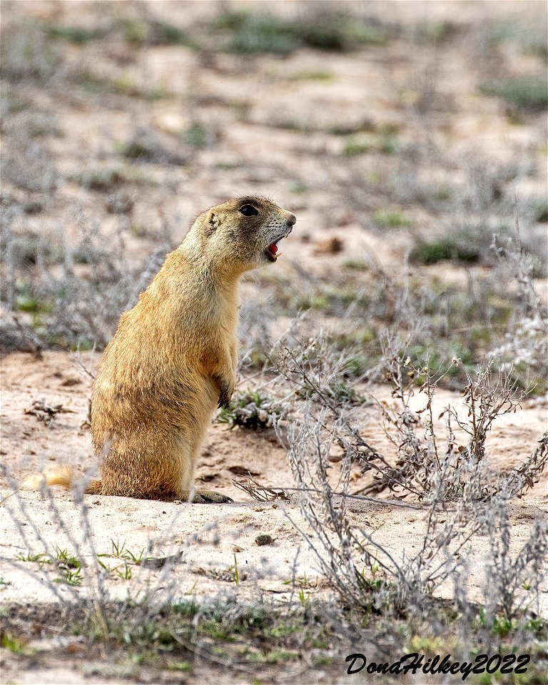 White-tailed Prairie Dog