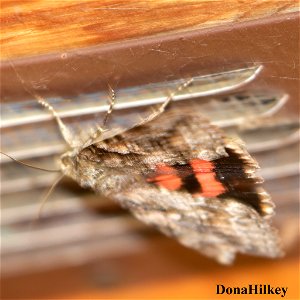 Aholibah Underwing 1aug2020-home-2-SAI-sharpen photo