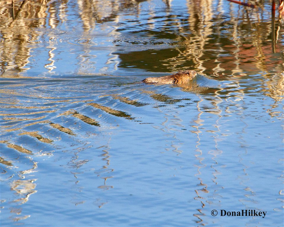 muskrat-camo-29april2020-Browns-pond