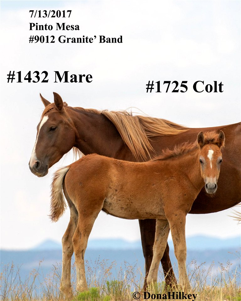 1725-bach-113july2017-pinto-mesa-