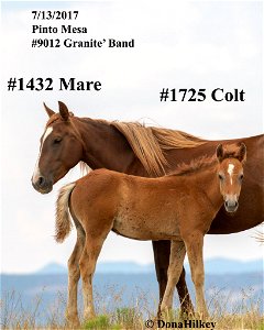 1725-bach-113july2017-pinto-mesa-