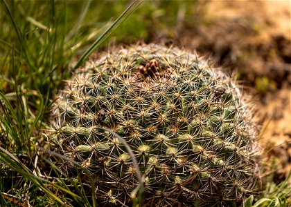 Mountain Ball Cactus
