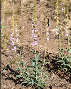 Palmer's Penstemon