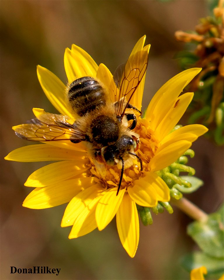 unid-bee-21aug2020-home-2