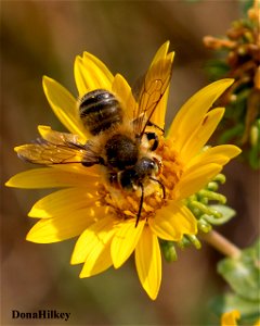 unid-bee-21aug2020-home-2
