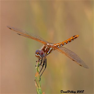 Saffron-winged Meadowhawk (