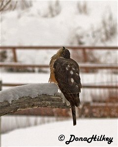 Sharp-shinned Hawk