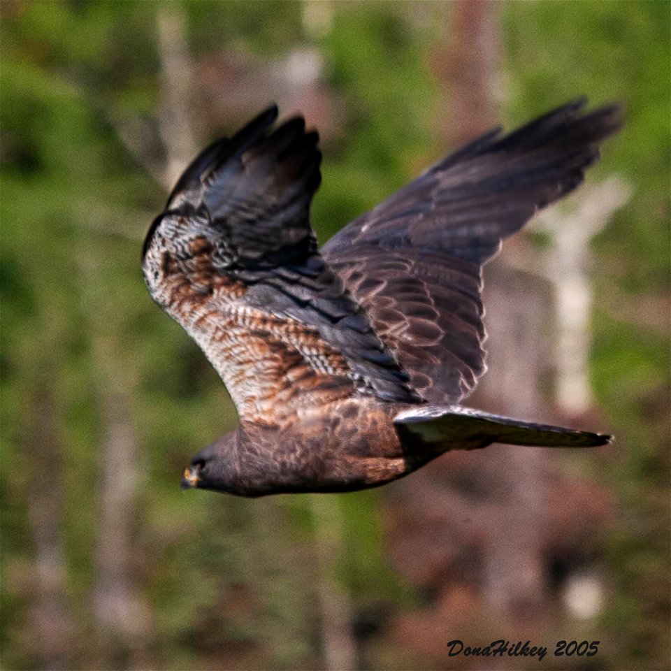 Swainson's Hawk dark morph